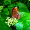 Brown Pansy