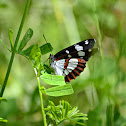 Southern White Admiral