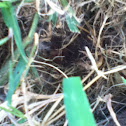 Rabbit nest
