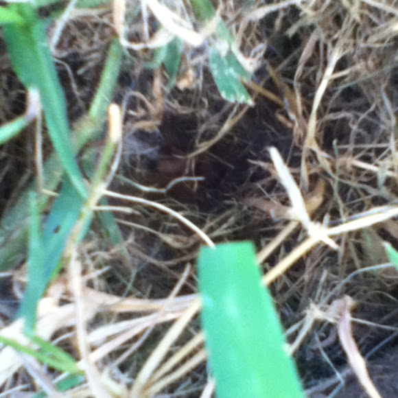 Spotting Image 1