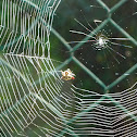 Spider web of a Spiny orb-weaver