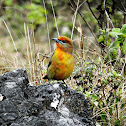 Hepatic tanager (Young male)