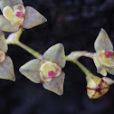 Stelis orchid