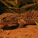 luipaardgekko (Eublepharis macularius)