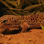 luipaardgekko (Eublepharis macularius)