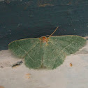 Small Grass Emerald