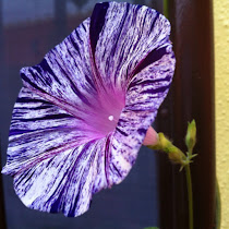 Flores de San Luis Potosí