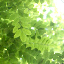Black Locust