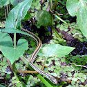 Western Ribbon Snake