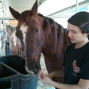 Dutch Braid a Horse Tail.apk 3