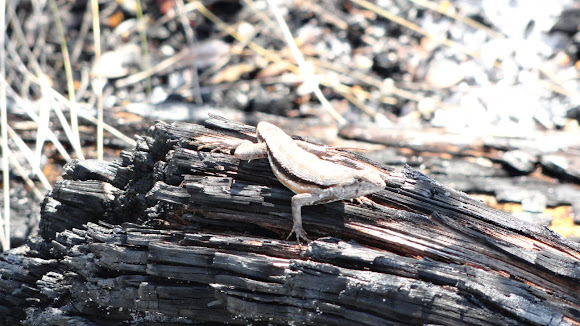Spotting Image 1