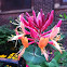 Alpine Honeysuckle