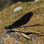 River Dragonfly