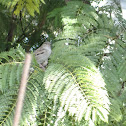 Unnamed spotting