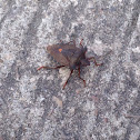 Forest Shieldbug
