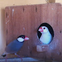 Java Sparrow