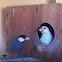 Java Sparrow