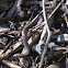 Ground skink