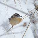 Bewick's wren