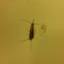 Silverfish