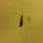 Silverfish