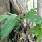orchid (Nicaragua)