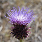 Cardoon