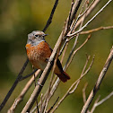 Colirrojo real (Common Redstart)