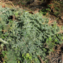Common Thistle