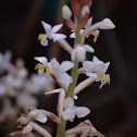 Orquídea terrestre