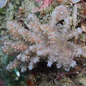 Phyllodesmium crypticum