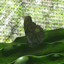 Malachite Butterfly