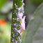 Northern Flatid Planthopper
