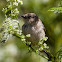 Bushtit
