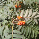 Rowan