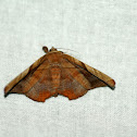 Moth