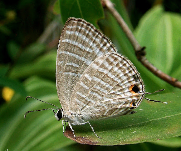 Spotting Image 1