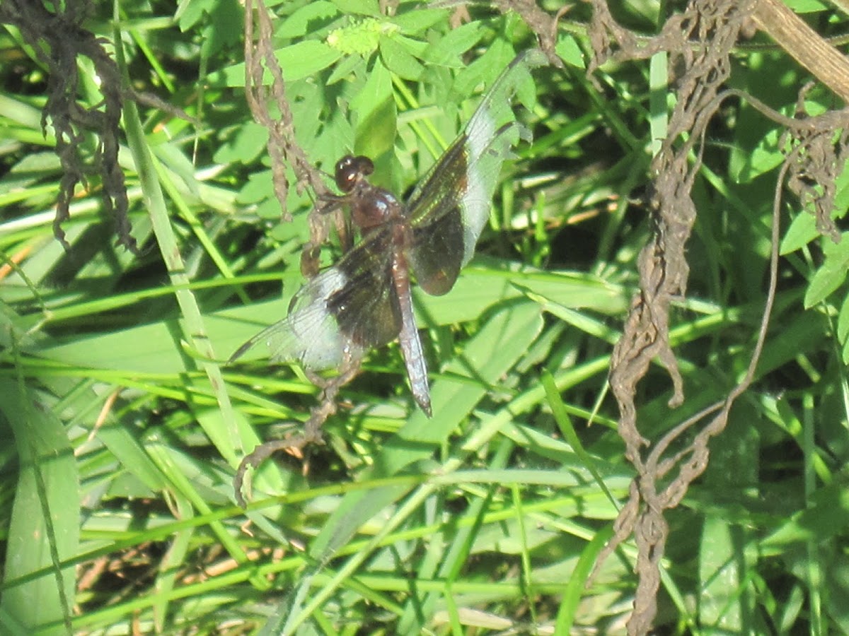 Widow Skimmer