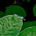 Turquoise bluet damselfly