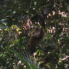 Southern tamandua