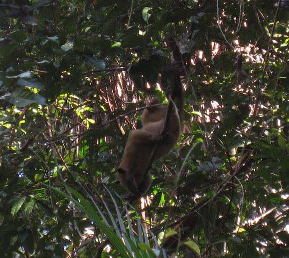 Spotting Image 1