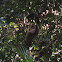 Southern tamandua
