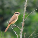 Brown Shrike