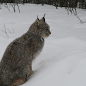 Canadian Lynx