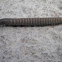 Diplopoda (Milpiés)