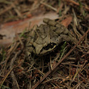European common frog