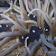 Threespot Dascyllus, Domino Damsel