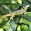 Jesus C Lizard
