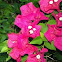 Bougainvillea
