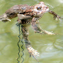 Eastern American Toads (Amplexus)